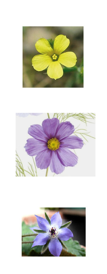 esempi di fiori
